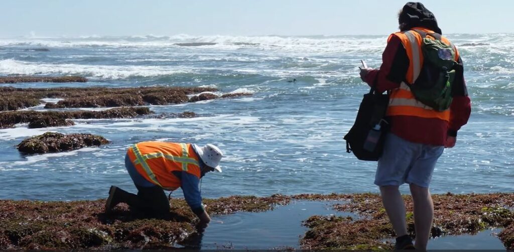 Scientists taking sample of microbes along the shoreline in order to characterize the biosignatures that they produce. 