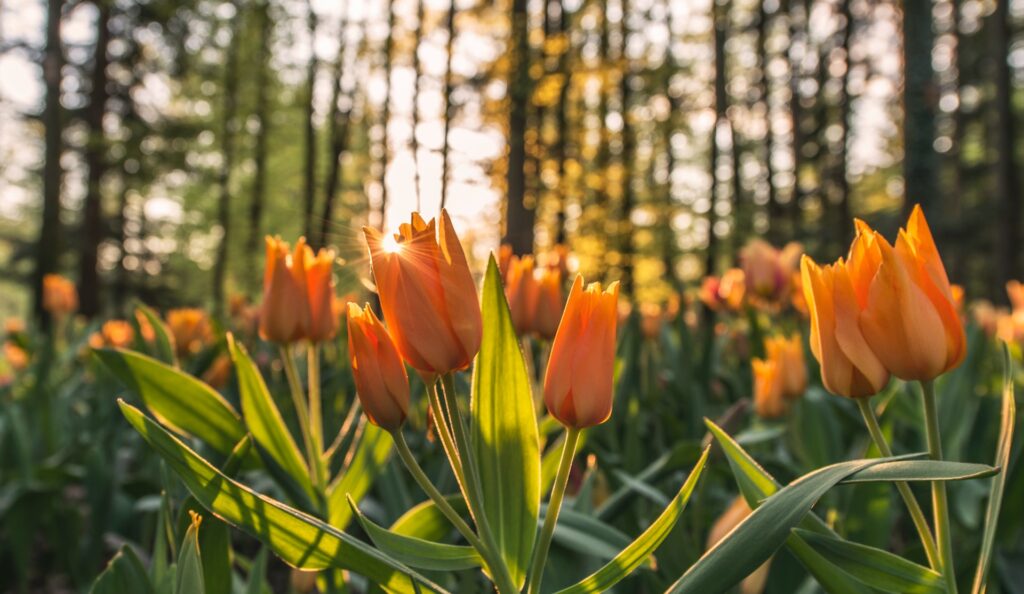 Spring bloom - tulips