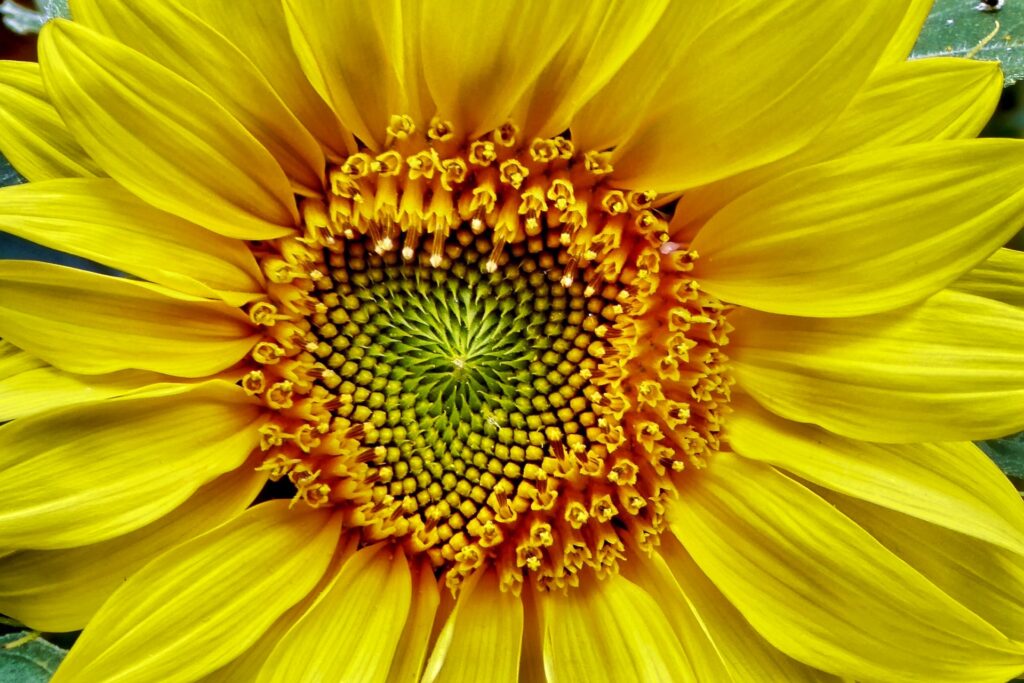 The sunflower petals, with the heart shaped seeds that follow the Fibonacci series in their spiral. 