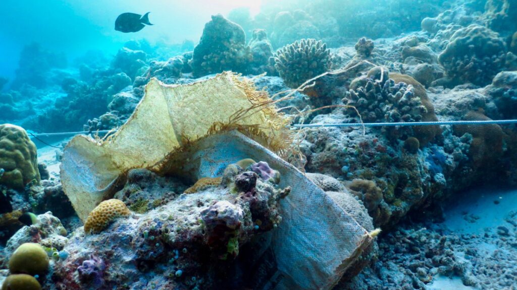 Coral reefs are extremely vulnerable to climate change and plastic pollution.