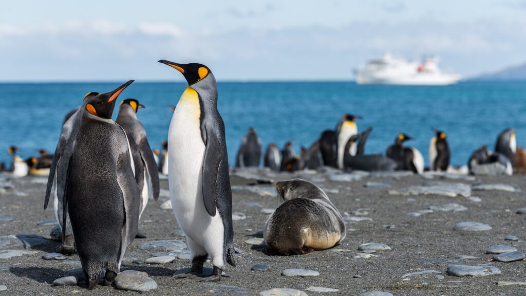 Penguins are unique and are being continuously threatened by Earth's climate change.