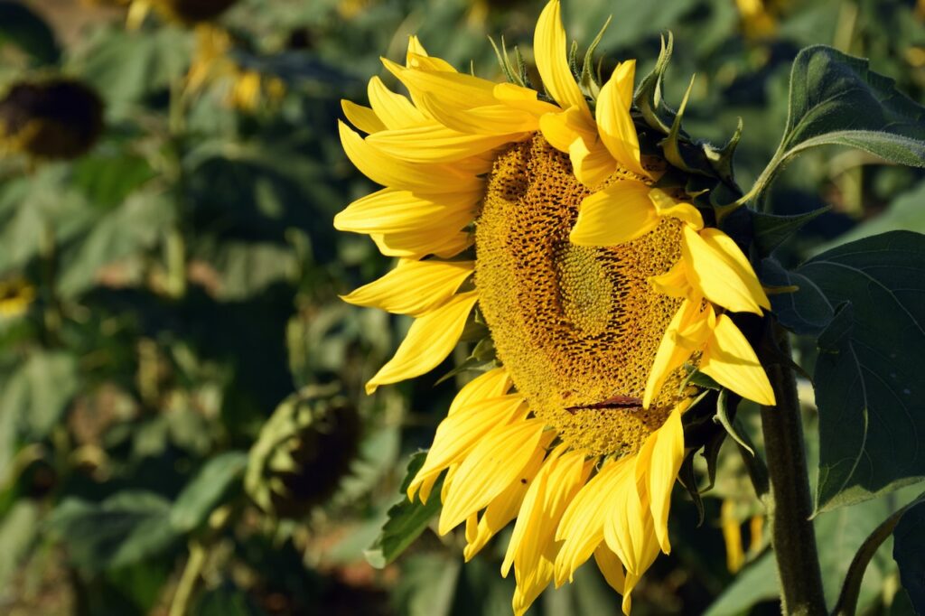 Sunflower on a summer solstice morning.