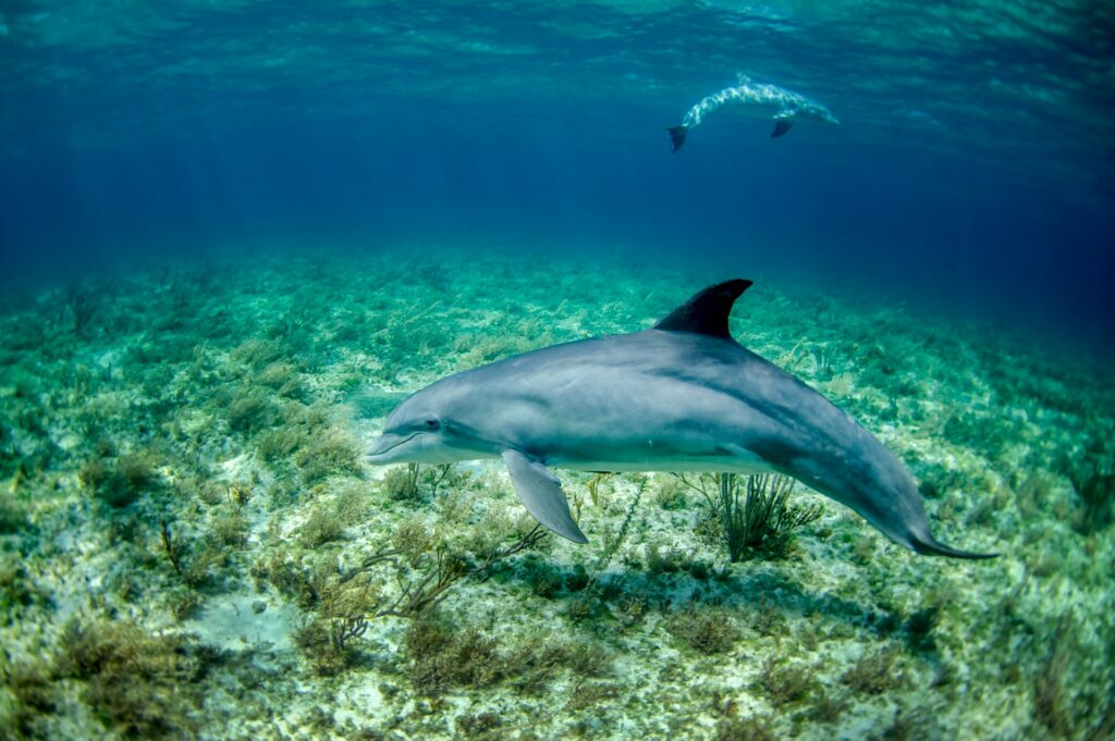 A pair of dolphins in a photo captured by NOAA.